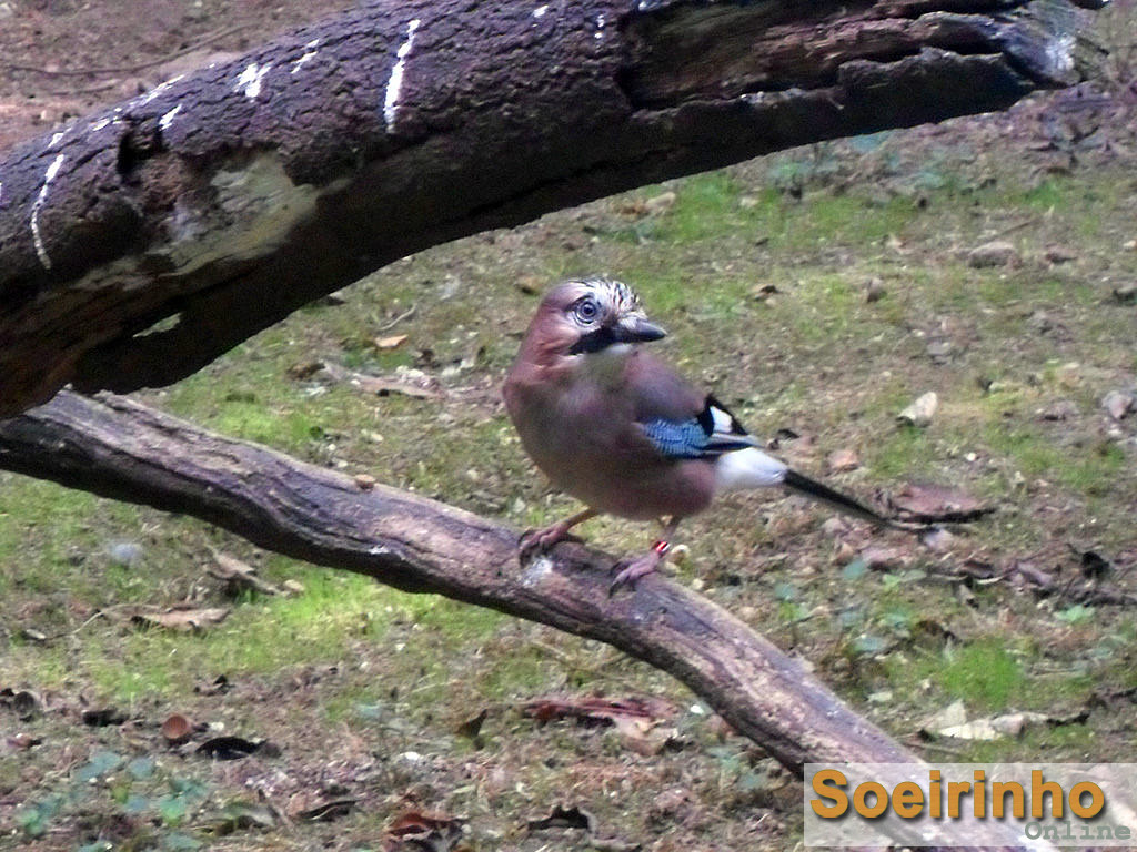 Clique na imagem para fechar a janela